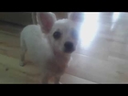 Ellie - chihuahua puppy tricks