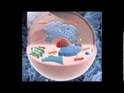 Cell 3D Model | Science / Medical 3D Models | max, 3ds, c4d, obj, lwo