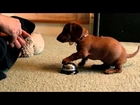 Maddie the 10 Week old Dachshund learning to ring a service bell!