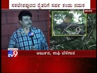 TV9 News: Giant King Cobra on Tree in Sakaleshpur, Hassan