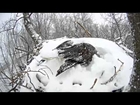 Hanover Bald Eagles March 5, 2015  Breaking free