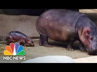 Baby Hippo Born To Mom On Birth Control | NBC News