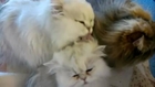 Cute Cat Cleaned By Kittens