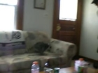The most adorable pet ever : a cute Raccoon playing with a guy!