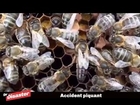 Un accident de camion libère des millions d'abeilles / Dr Disaster