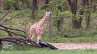 Baby giraffe makes public debut at New York Bronx Zoo