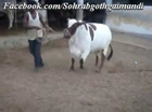 Jamal Cattle Farm Bachiya