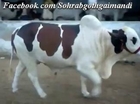 Jamal Cattle Farm Bull Bhola BadhShah