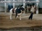 Jamal Cattle Farm Bull Jugnoo