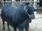Jamal Cattle Farm Bull Black Panther