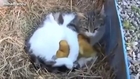 Cats Adopting Baby Birds Compilation 2014 [NEW] - FUNNY and CUTE
