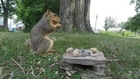 This Squirrel Mistakes A GoPro Camera For A Girl Squirrel... And Humps It