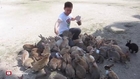 Guy Gets Smothered by Bunnies on Japans Rabbit Island!