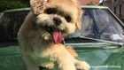Dog With Unique Tongue Becomes Internet Celebrity