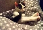 Rescue Kitten Mystified by Her Tail