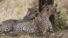 Study: Cheetahs Only Spend 12 Percent Of Their Days Moving