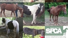 Horses Rescued From Illegal Slaughter Farm