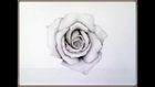 How to Draw a Rose in Full Bloom  Steps by Steps