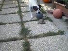 Funny Dog and turtle playing soccer
