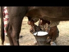 Not pumps but hands on teats to milk a Buffalo in India