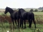 Animal mate Horse Breed funny video~1