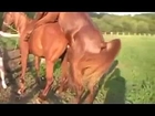 Animal mate horse reproduction of