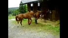 Animals mate brown horses cute at farm Animal funny