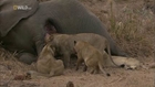 Big Cats Of The Timbavati Ep01 (National Geographic)