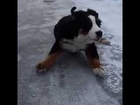 Bernese Puppy Quinn Enjoys an Icy Slide in Slow-Motion