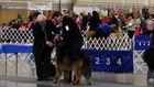 Best Of Breed, Tibetan Mastiff, Greater Clark County KC Dog Show - 12-6-14