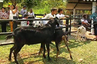 9 de marzo de 2015 Guadalajara de Buga. Escuelas Agropecuarias.