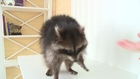 El instagrammer más famoso de Rusia es un mapache
