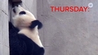 Panda Breaks Record For Longest Intercourse, Breaks It Again Days Later