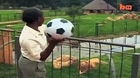 Big Cat Plays Football! Amazing Lion