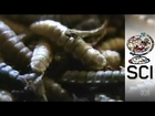 How Maggots Are Helping Fight World Hunger