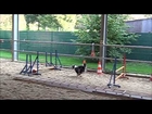 Jumping grids - Agility dogs. Docked and undocked Aussies