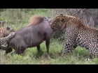 Wild boar VS Leopard Top Dangerous Animal fights