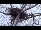 [2014HD Full Documentary] American Eagle Nature Documentary - NEW Animal Documentary