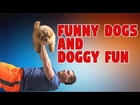Funny Dogs and Doggy Fun! - Breaking Videos